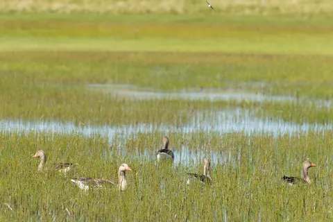 Vakantiepark Skylgerduin foto 14