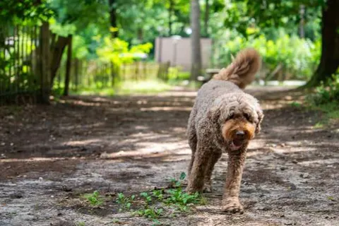 TopParken Recreatiepark Beekbergen foto 12