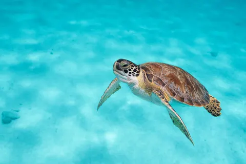 Fly & Go Van der Valk Plaza Royal Residence Bonaire in Kralendijk — foto 33