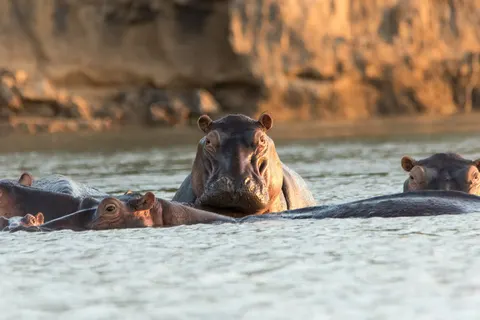 Geheime Schatten van Tanzania foto 4