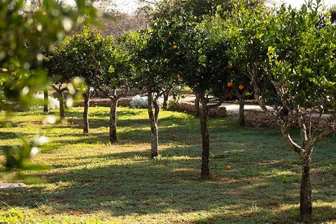 Masseria Mongiò dell'Elefante in Otranto — foto 11