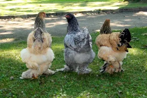 Erfgoedlogies d&ampapos;Ouffenhoff foto 19