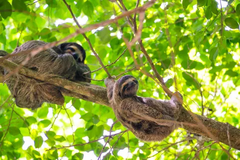 Discover Tropical Panama in Al Alma — foto 2