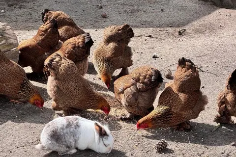 Vakantiepark de Nollen foto 21