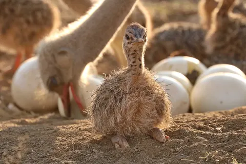 Kaapse Familievakantie in Pretoria — foto 7