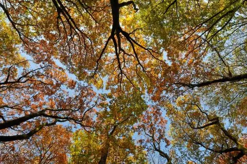 Vakantiepark Schoorlse Duinen foto 11