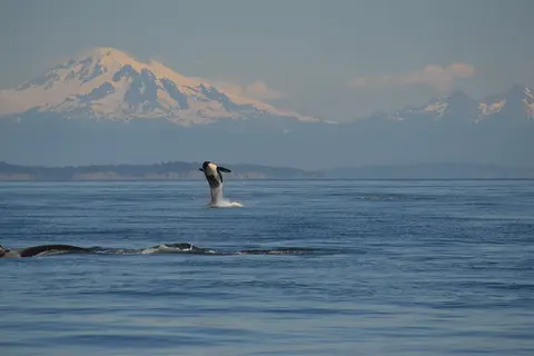 Western Canada & The Inside Passage foto 12