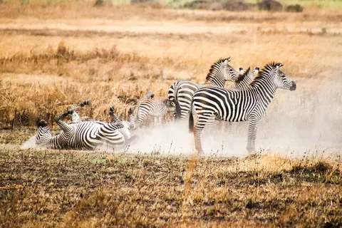 Geheime Schatten van Tanzania foto 8