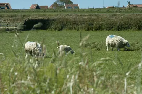 Nieuw Leven Texel foto 20