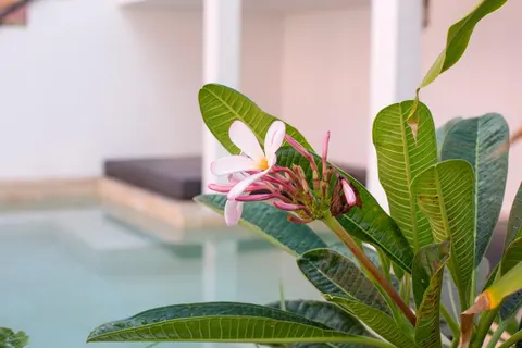 Boho Bohemian Boutique foto 5