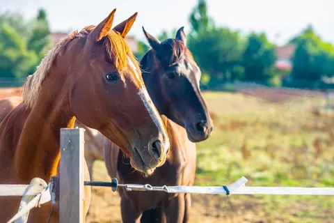 Camping Les Embruns D Oléron foto 3