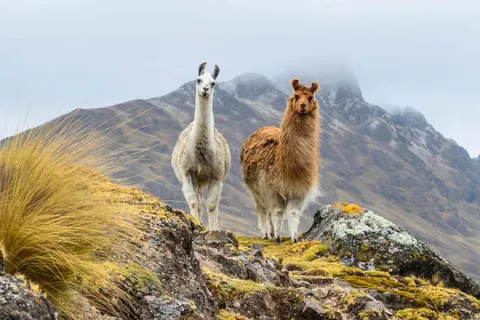 Explore Magnificent Peru in Barranco — foto 5