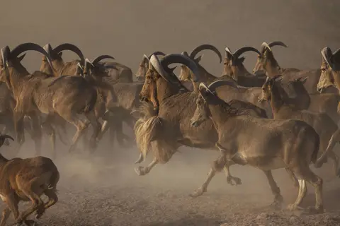 Anantara Sir Bani Yas Island Al Yamm Villa Resort in صير بني ياس — foto 12