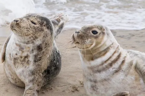 Camping Tolne in Sindal — foto 13