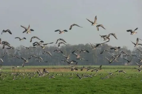 Camping de Stal foto 10