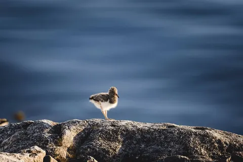 Ontdek Tromsø en de Noordkaap foto 23
