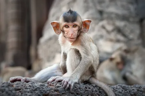 Avontuurlijk Noord-Thailand foto 7