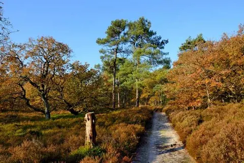 Vakantiepark Schoorlse Duinen foto 9