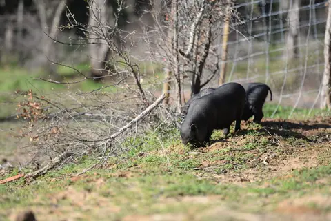 Quinta da Samoqueirinha in Odemira — foto 23