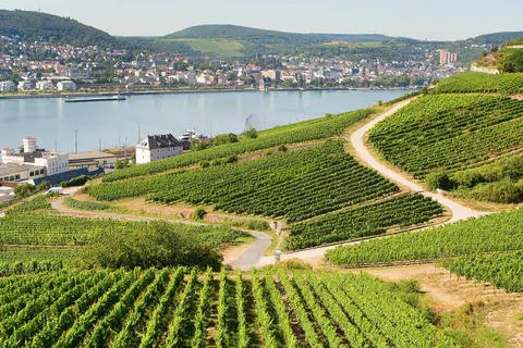 Over de Rijn naar Rüdesheim vanaf Rotterdam foto 11