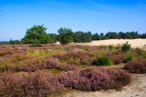 GuestHouse Hotel Kaatsheuvel foto 21