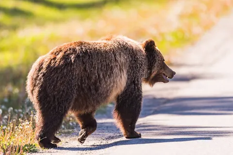 The Natural Wonders of Western Canada foto 2