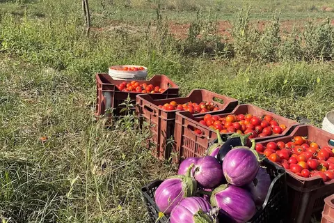 Masseria Chicco Rizzo in Sternatia, foto 27
