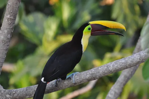 Pura Vida in Costa Rica foto 3