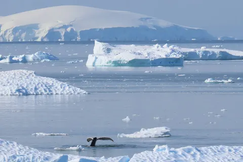 Once in a lifetime experience to Antarctica foto 2