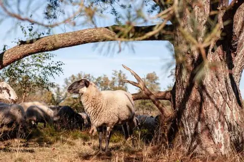 Bed and Breakfast Drentse Krent foto 16