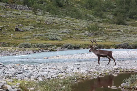 Ontdek Tromsø en de Noordkaap in Noorwegen — foto 15