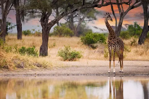 Tanzania Compleet in Tanzania — foto 4