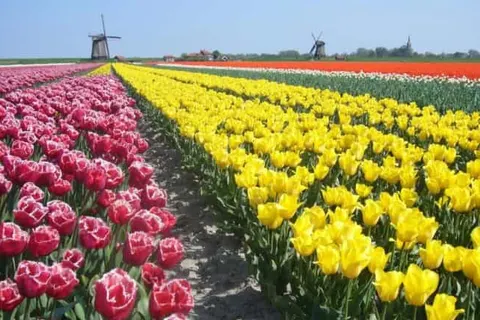 Hotel Alkmaar foto 49