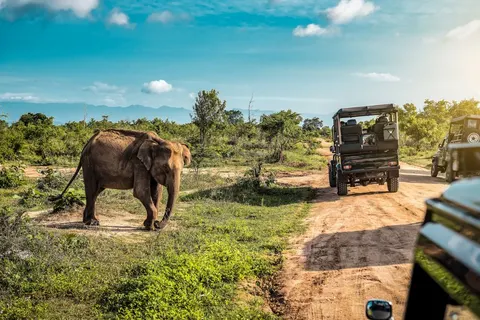 Rondreis Hoogtepunten van Sri Lanka in Rondreizen Sri Lanka — foto 19