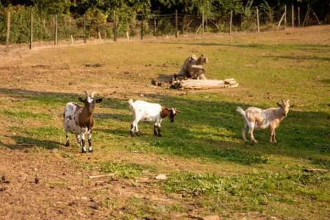 Camping Fargogne foto 6