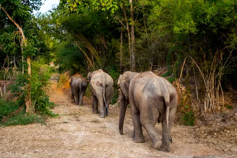 Discover Enchanting Thailand foto 3