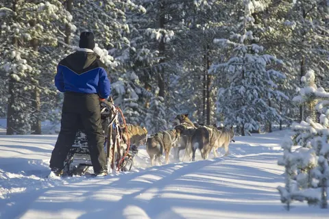 8 daagse excursiereis Arctic Light in the Forest foto 4