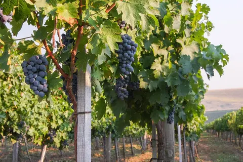 Moselromantik Hotel am Panoramabogen foto 39