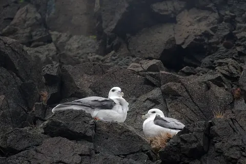 Natuurlijk IJsland foto 13