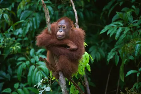 Fascinerend Indonesië in Jiwa Baru
