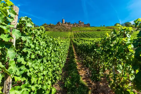 Over de Rijn en Moezel naar Bernkastel in Enkirch — foto 3