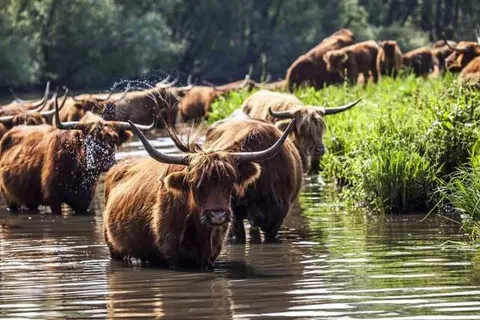 Hotel Biesbosch foto 14