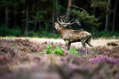 Appartementen De Bosrand foto 19