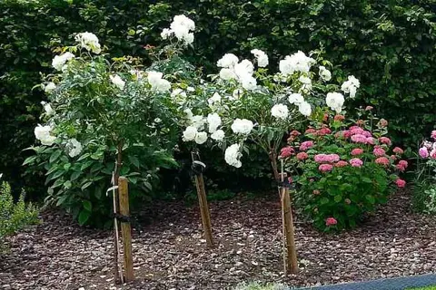 Les Glaneuses foto 13