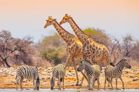 14 daagse reis Ontdek Namibië excl vlucht foto 2