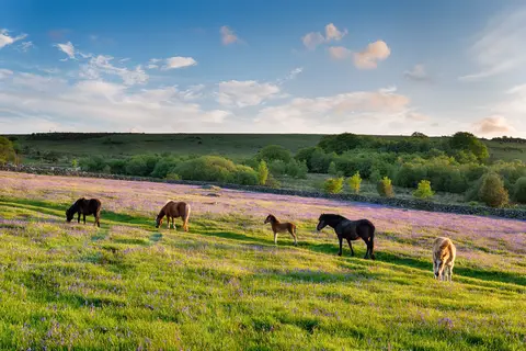 Isle of Wight, Devon and Cornwall in Zuid-Engeland, Devon en Cornwall — foto 14