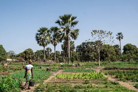 8 daagse combinatiereis Beleef het échte Gambia foto 3