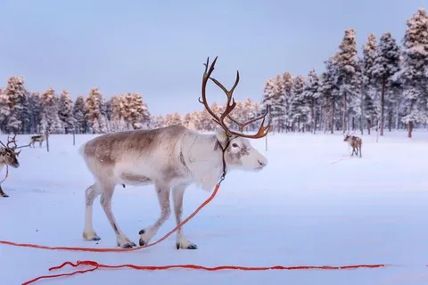 8 daagse excursiereis Juutua Wilderness Week foto 5