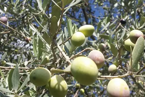 Agriturismo Gigliotto in San Michele di Ganzaria, foto 14