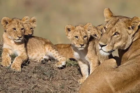 Ultimate Safari Experience - Sefapane Lodge in Pretoria — foto 2